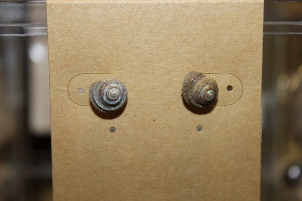 Pūpū Studs | ʻEkolu [3]