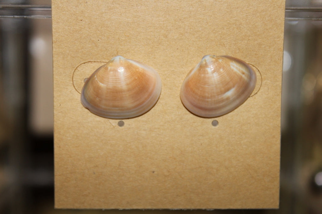 Pūpū Studs | ʻEhiku [7]